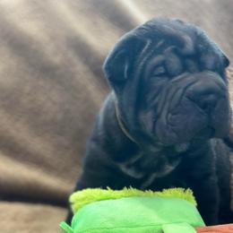 Sam - Black sable male Chinese Shar-Pei puppy in China, Michigan from Blackwitch Farms