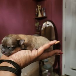 Pomeranians from The Little Apron Inc.