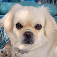 Tibetan Spaniels from Coastal Peaks Tibetan Spaniel Breeder