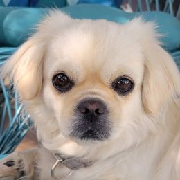 Tibetan Spaniels from Coastal Peaks Tibetan Spaniel Breeder