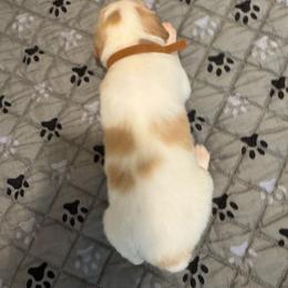 Mr Brown - Orange and white male Brittany puppy in Hayward, California from Fieldstone Bird Dog Kennels / West Coast Brittany’s