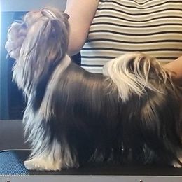 Biewer Terrier Puppies from Biewers von Lamel