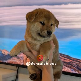 ZORO - Red male Shiba Inu puppy in Minnesota from BonsaiShibas