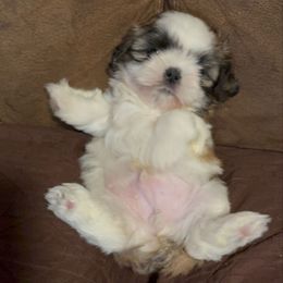 Robin - Tricolor male Shih Tzu puppy in Fresno, California from Jas’ ClassnSass