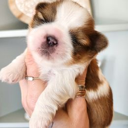 Shih Tzu Puppies from Beirin Breige Shih Tzus