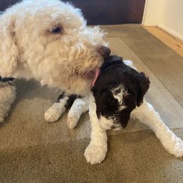 Lagotto Romagnolo Puppies from Southern Lagotto