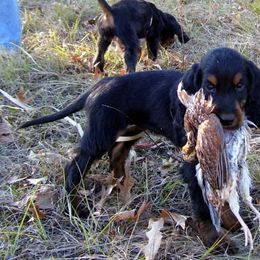 English Setter, Golden Retriever, and Gordon Setter Puppies from Katherine's Gordon Setters, English Setters, and Golden Retrievers
