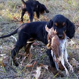 English Setter, Golden Retriever, and Gordon Setter Puppies from Katherine's Gordon Setters, English Setters, and Golden Retrievers