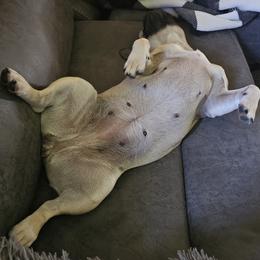 Mastiffs from Riggins Mastiffs and Danes