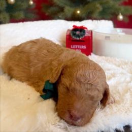 Woodstock - Apricot male Goldendoodle puppy in Redding, California from Hope Lane Kennels