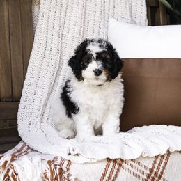 Purple Collar Boy - Tri-color Bernedoodle puppy in Hebron, Indiana from Duneland Doodles
