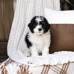 Purple Collar Boy - Tri-color Bernedoodle puppy in Hebron, Indiana from Duneland Doodles