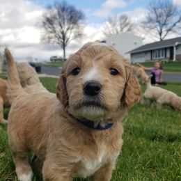 Goldendoodle Puppies from Masondixondoodles
