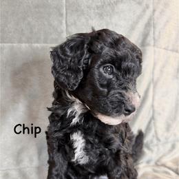 Boy 1 Chip - Parti male Goldendoodle puppy in Kearneysville, West Virginia from Daydreamer