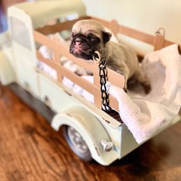 Blitzen Buck - Fawn male Pug puppy in Smiths Station, Alabama from Magnolia Pugs