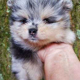 Sanoia pup 3 - Blue merle male Pomeranian puppy in Carrollton, Georgia from B AND R'S POMERANIAN'S