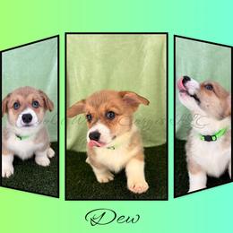 Dew - Red male Pembroke Welsh Corgi puppy in Kiowa, Colorado from Cool Water Corgis LLC