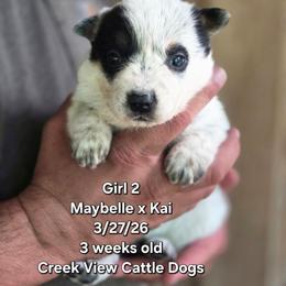 Girl 2 - Blue female Australian Cattle Dog puppy in Monroe, North Carolina from Creek View Cattle Dogs