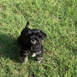 CP Pink AKC Toy - Black and silver female Miniature Schnauzer puppy in Benson, North Carolina from A Bundle of Love