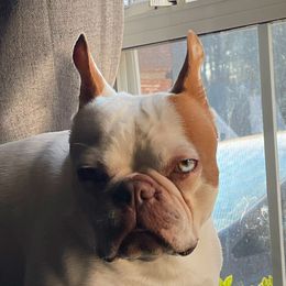 Boogie - Boston Terrier