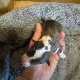 Jinu - Sable and white male Shetland Sheepdog puppy in Mi   Clarkston, Michigan from Heslip Family Puppies