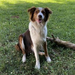 Chloe - Australian Shepherd