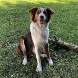 Chloe - Australian Shepherd