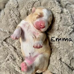 Emma - Gold female Bordoodle puppy in Mancos, Colorado from Mesa View Puppies