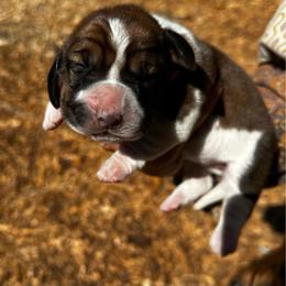Jane - Brown black and white female Basset Hound puppy in El Sobrante, California from Happy Hills Bassets