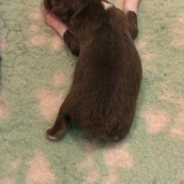 Rosalee - Red tri-color female Miniature American Shepherd puppy in Allentown, Pennsylvania from Great Companions MAS -Pennsylvania