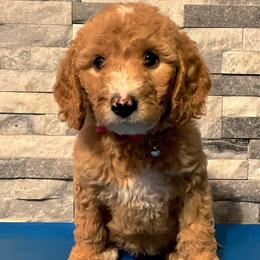 Abby (FKA Star) - Apricot Goldendoodle puppy in Philadelphia, Pennsylvania from Philly's Designer Doodles