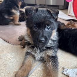 Miss Pink - Black and red female German Shepherd puppy in Lawton, Michigan from Free Indeed Shepherds