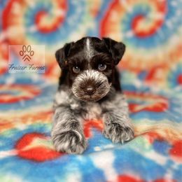 Grayson - Parti male Miniature Schnauzer puppy in Happyland, Oklahoma from Fraizer Farms