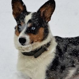 Jo Lee - American Corgi