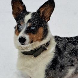 Jo Lee - American Corgi