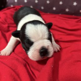 Honor - Black and white female Boston Terrier puppy in Whittemore, Michigan from Woof Pack