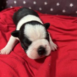 Honor - Black and white female Boston Terrier puppy in Whittemore, Michigan from Woof Pack