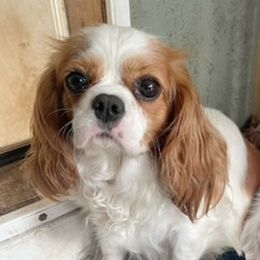 Priss - Cavalier King Charles Spaniel