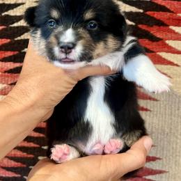 Sneezy - Black and tan male American Corgi puppy in Tome, New Mexico from Blue Diamond Welsh corgis