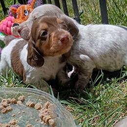 Terrin - Chocolate and tan male Dachshund puppy in Sacramento, California from Family and Farm Friendly Dachshund