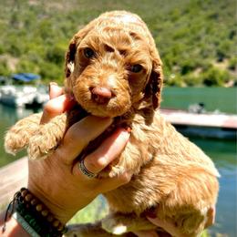 Charming - Apricot male Aussiedoodle puppy in Upper Lake, California from Redwood Aussiedoodles