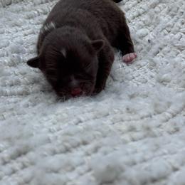 Ritz - Chocolate male Pomeranian puppy in Canandaigua, New York from Fingerlakes Pomeranians