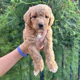 Blondie - Apricot female Aussiedoodle puppy in High Point, North Carolina from Kingsfield Doodles