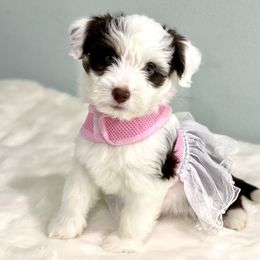 Aussiedoodle Puppies from Ever After Mini Doodles