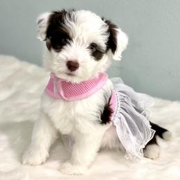 Aussiedoodle Puppies from Ever After Mini Doodles