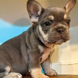 French Bulldogs from littlepartnerpuppies.com