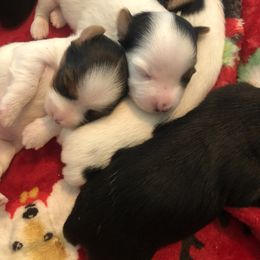 Yorkshire Terrier Puppies from Jackie Jenny’s Precious Yorkies