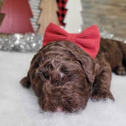 Rex - Chocolate male Goldendoodle puppy in Woodburn, Indiana from DNLS Doodle Puppies