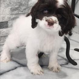 Girl 1 - Black and white female English Cocker Spaniel puppy in Howell, Michigan from Robbin's Treasures