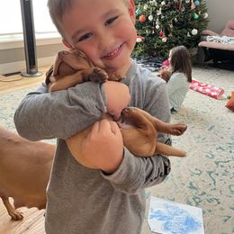 Vizsla Puppies from Highland Vizslas
